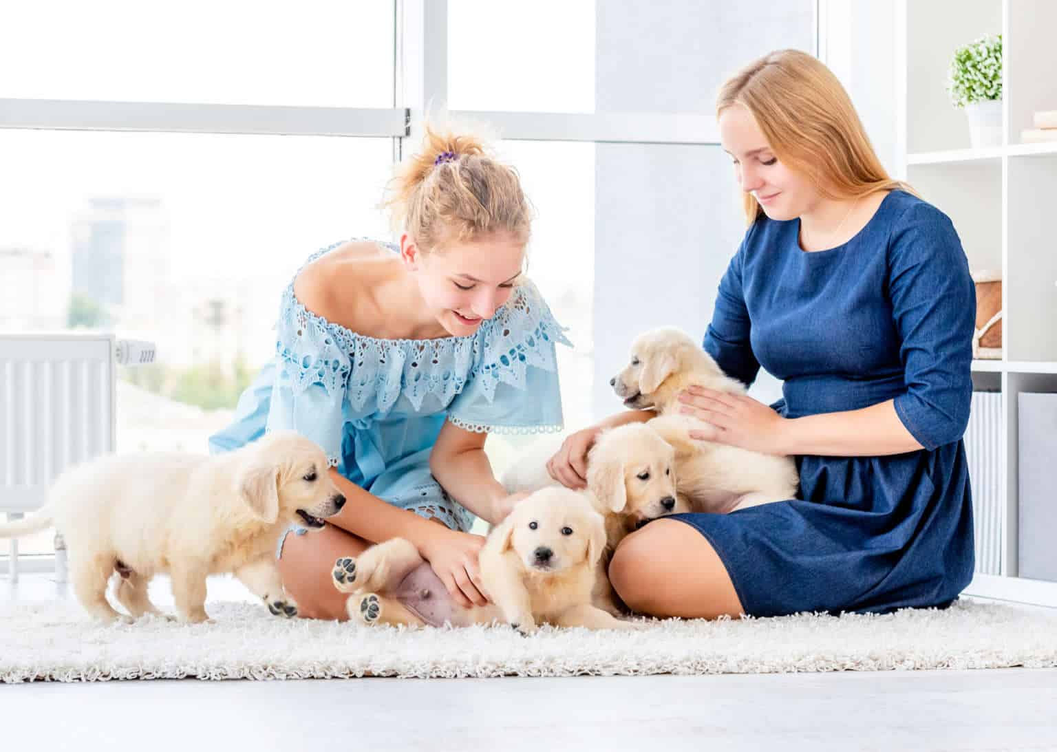 Puppy Socialization Timeline: A Helpful Guide - WoofTrain