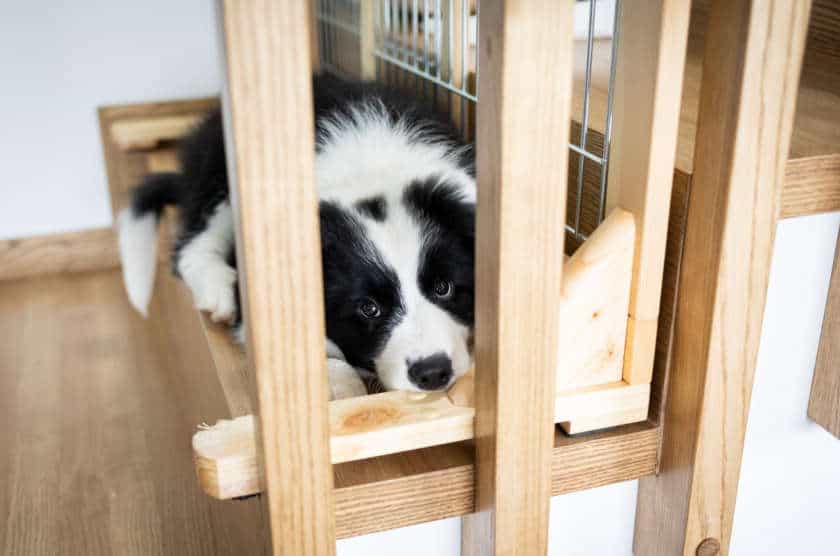 Using Barriers And Deterrents To Keep Dogs Off Furniture WoofTrain   470 Puppy Border Collie Waiting On Stairs Near Dog Fen 840x556 